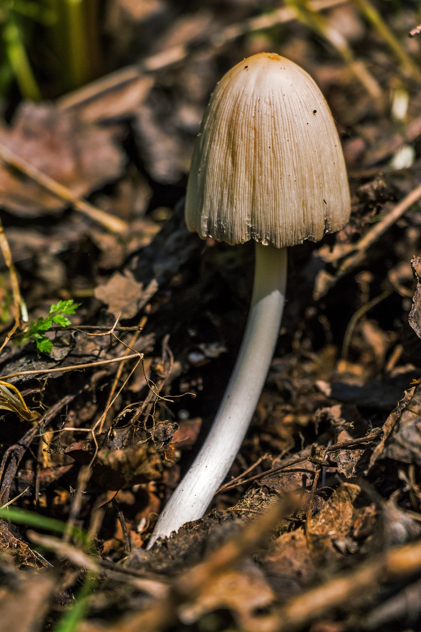 mushroom, fungus, edible mushroom, toadstool, common ink cap, inky cap, coprinopsis atramentaria, coprinus atramentarius, close up, mushroom, mushroom, mushroom, mushroom, mushroom